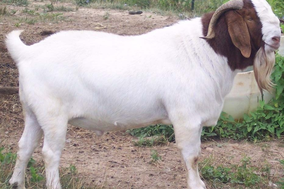 Boer Goat.jpg